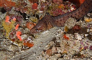 Gymnothorax chilospilus-Maldives Hoholha Thila-23m-20240424-da-DSC_6463_tn
